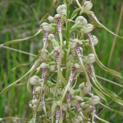 Himantoglossum hircinum - Lizard orchid