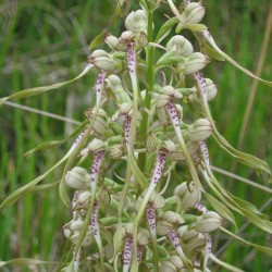 Himantoglossum hircinum - Orchis bouc