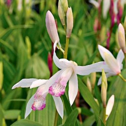 Bletilla striata 'kuchibeni' - Orchidée Jacinthe 'kuchibeni'