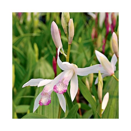 Bletilla striata 'Kuchibeni'