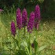 Dactylorhiza 'Foliorella'