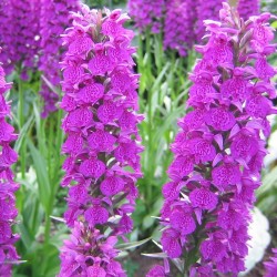 Dactylorhiza 'Foliorella'