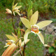 Bletilla ochracea