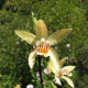 Bletilla ochracea