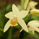 Bletilla ochracea