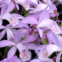 PLeione 'Verdi'