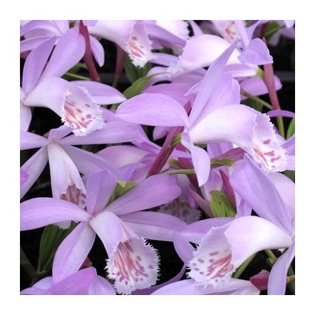 Pleione Verdi