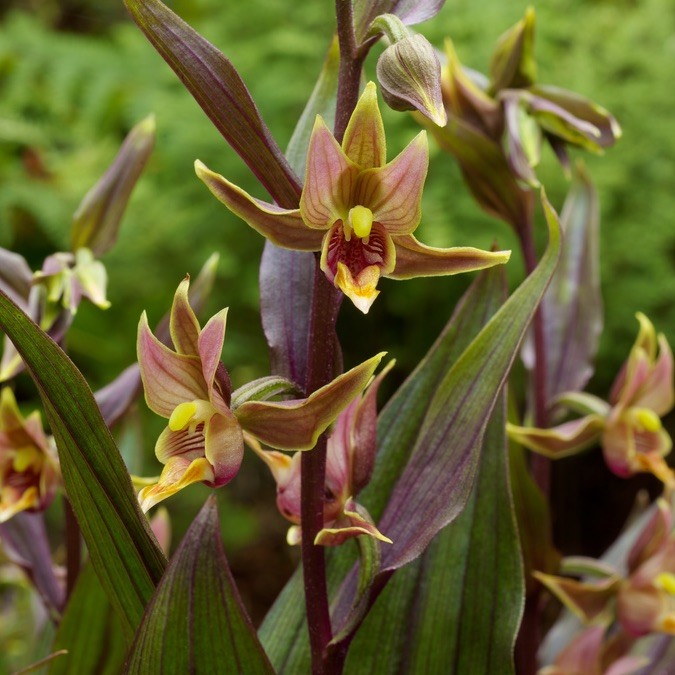 Epipactis Serpentine Night Freiland orchideen