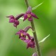 Epipactis atrorubens - Epipactis pourpre noirâtre