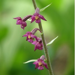 Epipactis atrorubens – Braunrote Stendelwurz