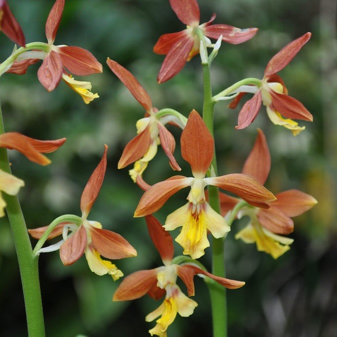 Calanthe takane Hybride Japanese Freiland Orchideen Phytesia