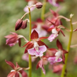 Calanthe Hybrid ‘Kozu’