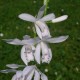 Assortiment 4 Bletilla - Orchidées jacinthes