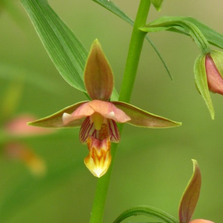 Epipactis thunbergii x gigantea