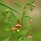 Epipactis thunbergii x gigantea