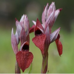 Serapia cordigera - Heart-shaped Serapia