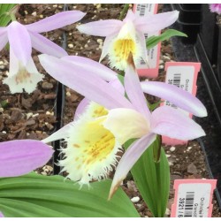 Pleione grandiflora