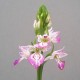 Dactylorhiza iberica - Orchis de Crimée 