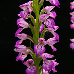 Dactylorhiza iberica