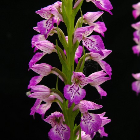 Dactylorhiza iberica - Orchis de Crimée 