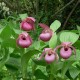 Cypripedium 'John Haggar'