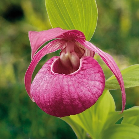 Cypripedium 'John Haggar'