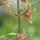 Epipactis gigantea XXL (10-15 shoots) 
