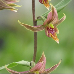 Epipactis gigantea XXL (10-12 shoots)