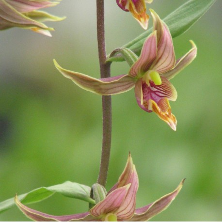 Epipactis gigantea XXL (10-15 shoots) 