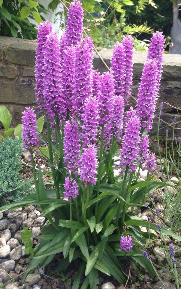 http://www.phytesia-orchids.com/fr/dactylorhiza/118-dactylorhiza-foliorella-.html