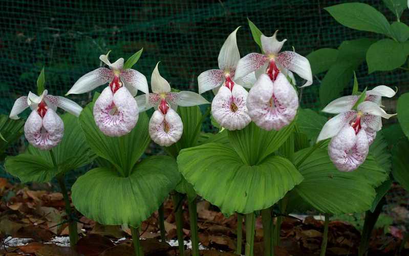 http://www.phytesia-orchids.com/de/cypripedium-frauenschuh/19-cypripedium-formosanum-taiwan-frauenschuh-603161361494.html