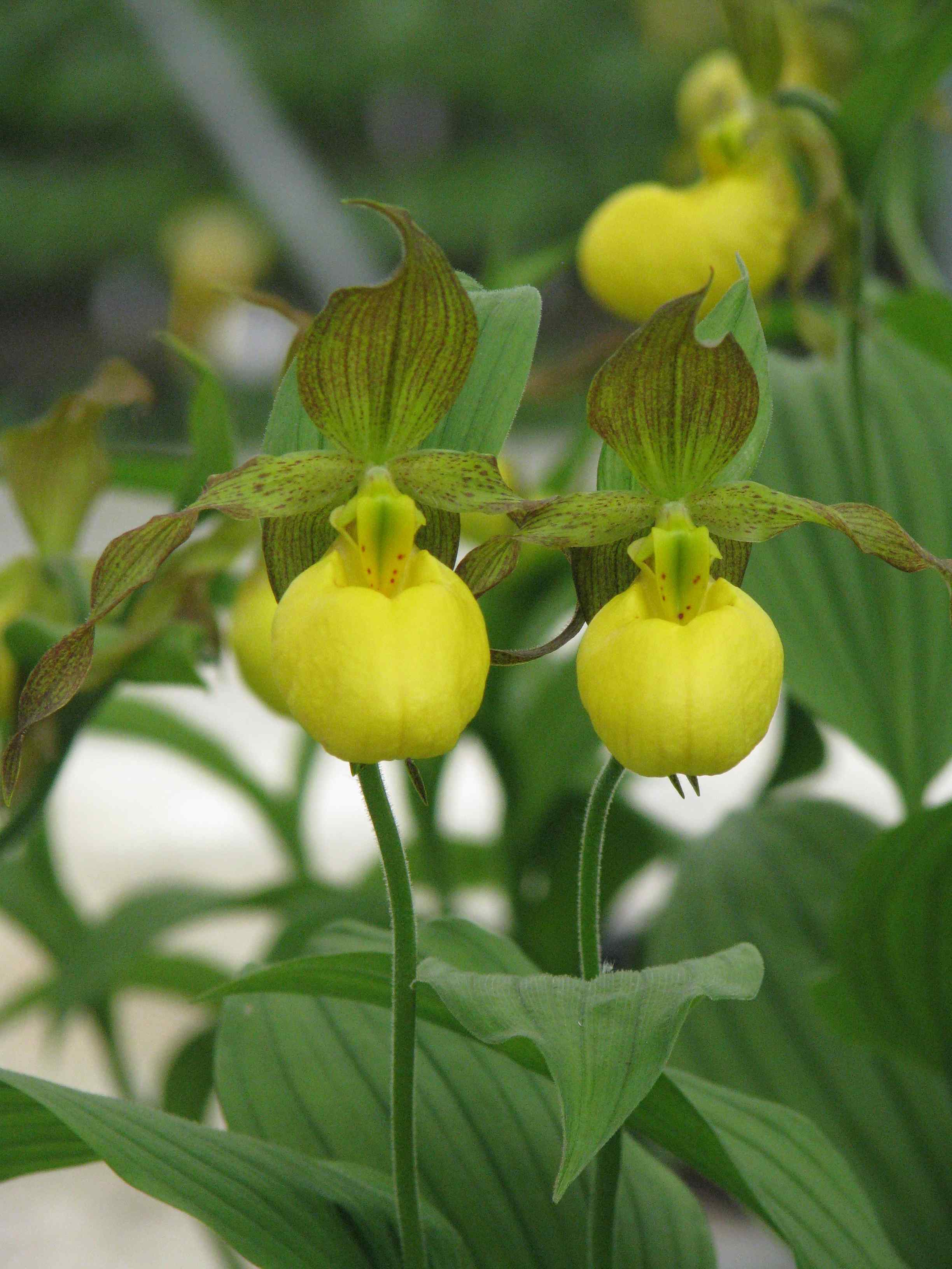 http://www.phytesia-orchids.com/fr/cypripedium/20-cypripedium-pubescens-sabot-de-venus-pubescent-603161361487.html