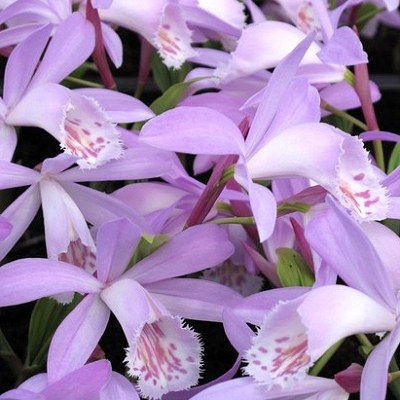 Pleione Verdi