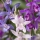 Entdecken Sie jetzt unsere Bletilla Garten Orchideen in verschiedenen Farben…