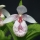 Cypripedium formosanum : die frühsten Gartenorchideen… 