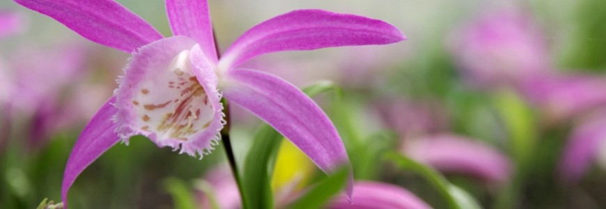 Kit de 4 variétés d’orchidées Pleione...