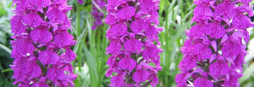 Nodig orchideeën uit in uw tuin… 