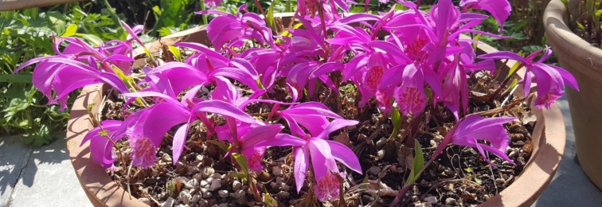 Kan ik mijn tuinorchideeën in potten op een terras of balkon laten groeien? 