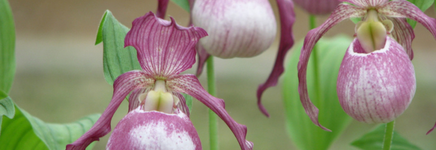 Hybrid Cypripedium zur schnellen Vermehrung...