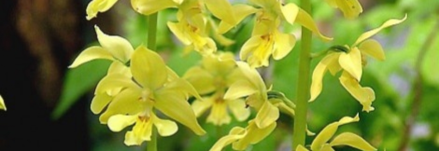 Calanthe Sieboldii : een geurige, lang bloeiende orchidee