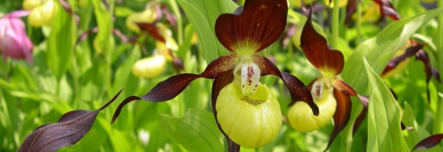 Cypripedium calceolus is the most famous and spectacular terrestrial orchid in Europe