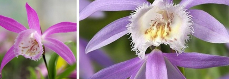 Découvrez les assortiments d’orchidées de jardin de Phytesia