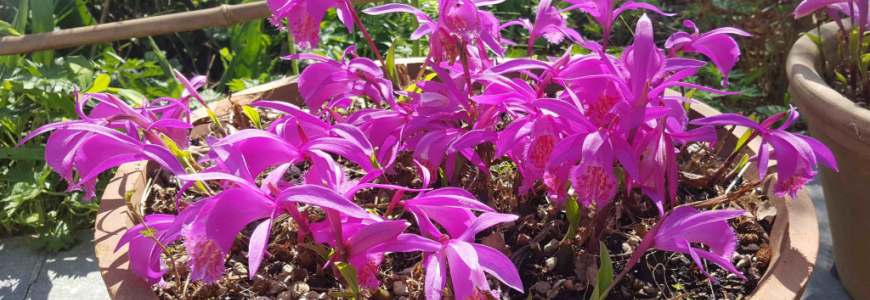 Discover our XXL Pleione 