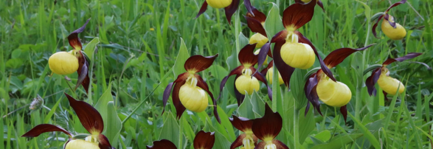 5 bonnes raisons de planter ses orchidées au jardin avant le printemps…. 