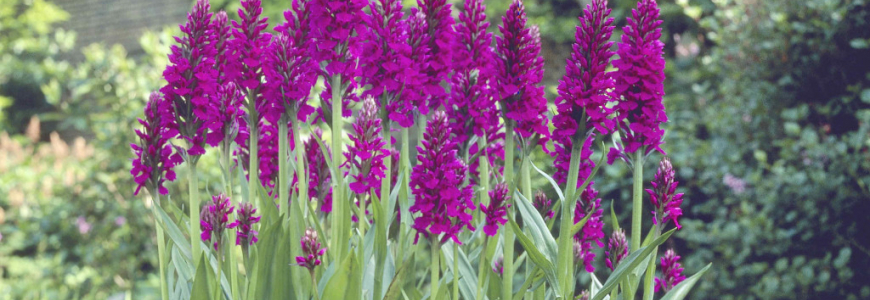 The wonderful Dactylorhiza purpurella available again at Phytesia...+ tips