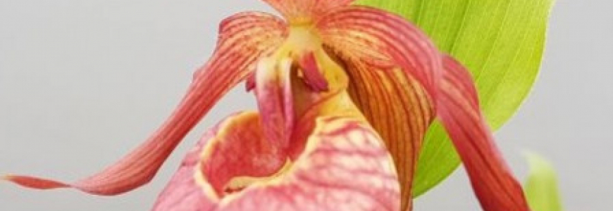 4 nouvelles variétés exclusives d'orchidées de jardin...