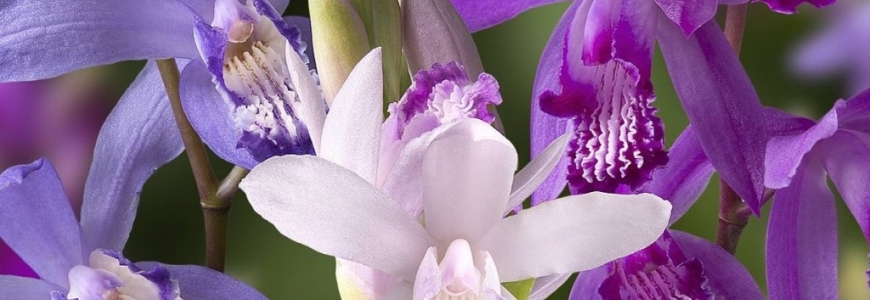 Bletilla : De ideale tuinorchidee !!!