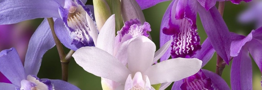 Bletilla : The ideal garden orchid !!!