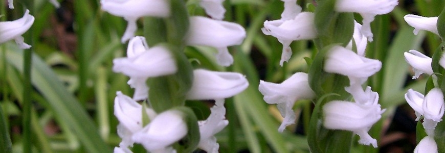 Spiranthes spiralis : bloei van september tot oktober