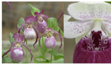 Where and how should I plant my Lady's Slipper orchid ?